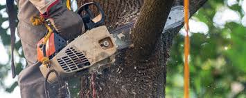 How Our Tree Care Process Works  in  West Portsmouth, OH