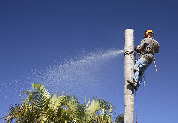 Leaf Removal